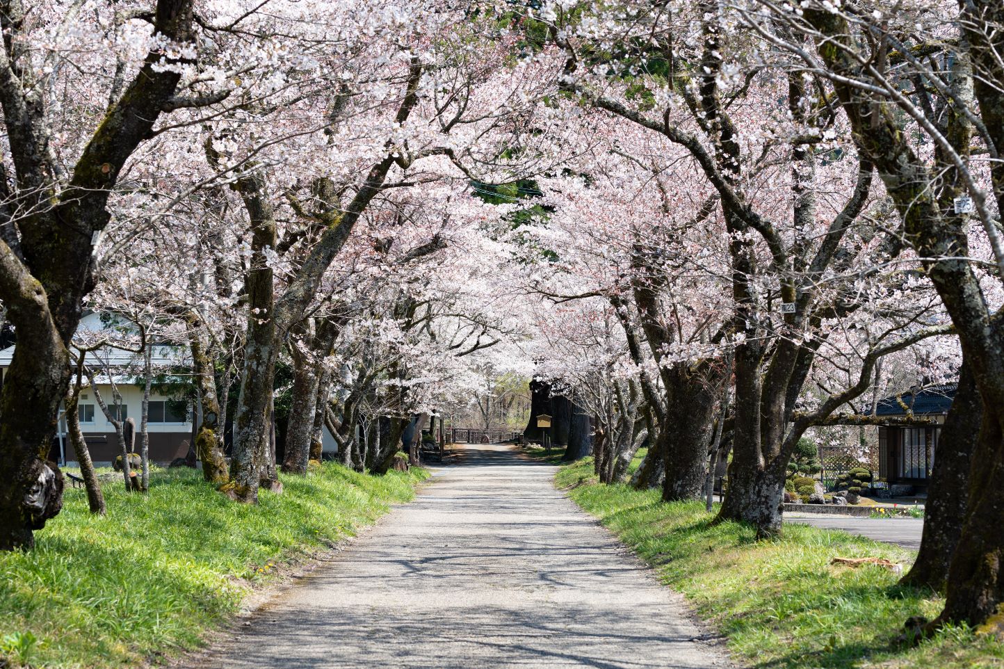 桜ウォーク＆ノルディックウォークのアイキャッチ画像